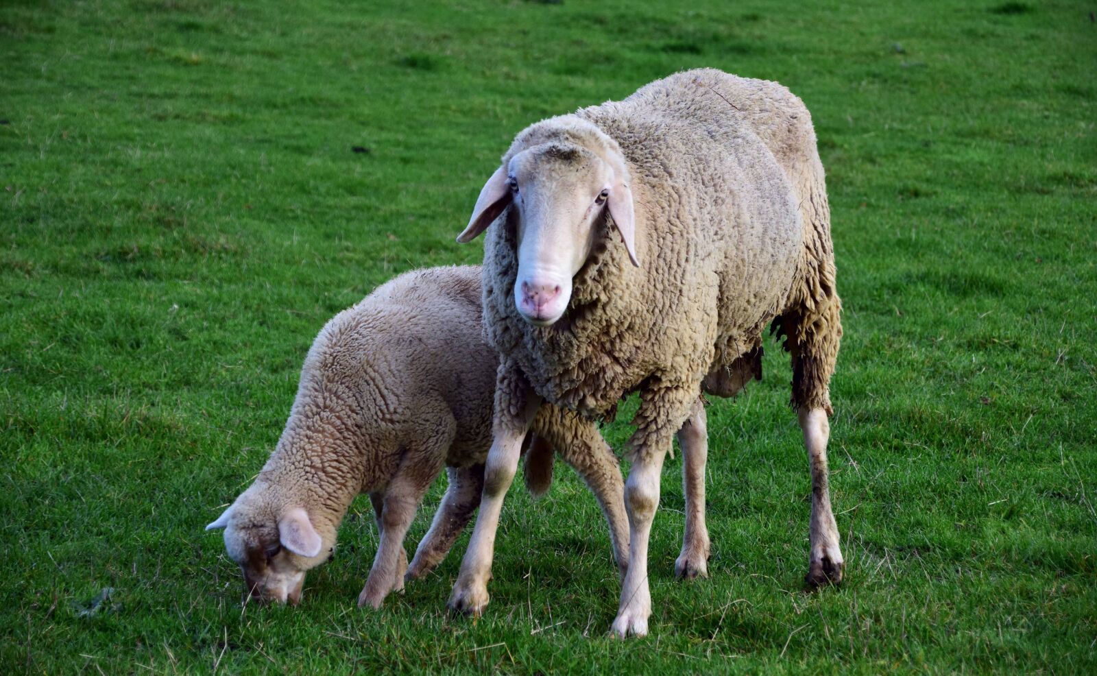 Nikon D3300 sample photo. Animal, livestock, sheep, grass photography