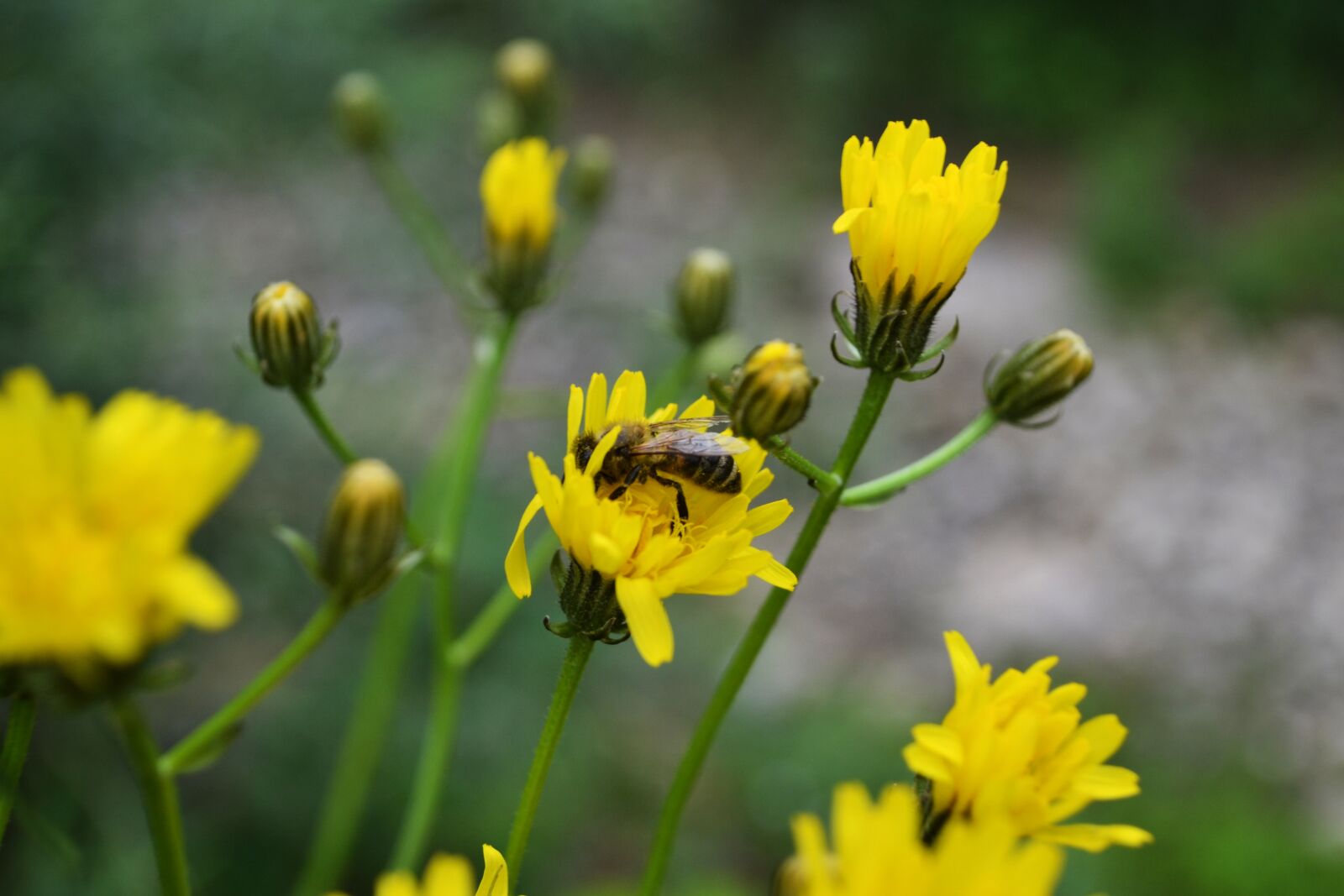 Nikon D3100 sample photo. Yellow, flowers, bee photography
