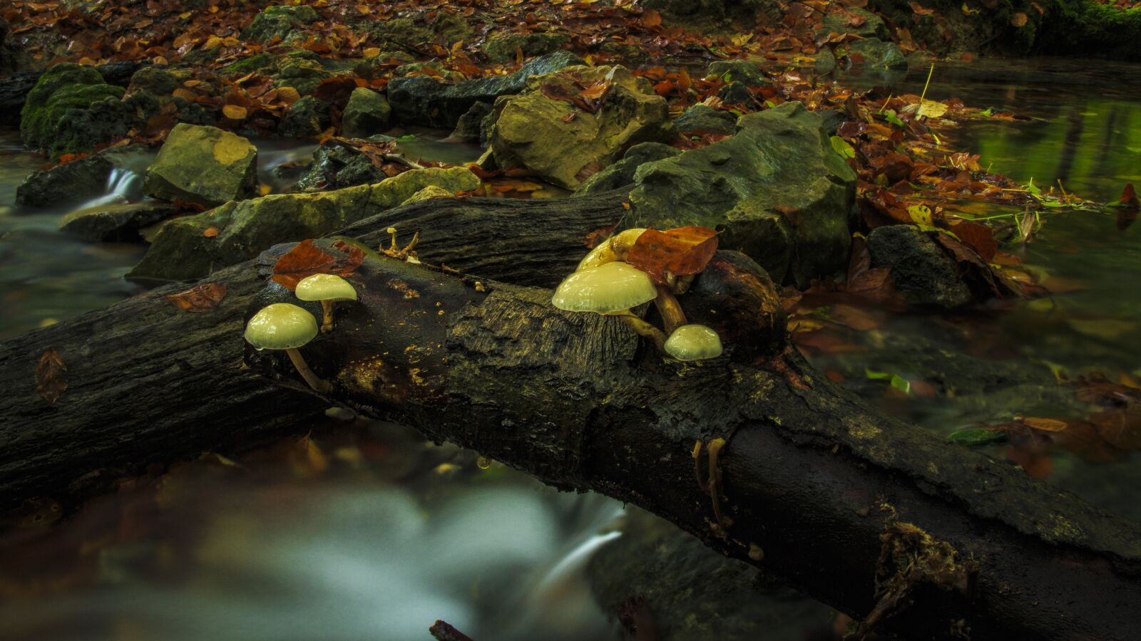 Canon EOS 650D (EOS Rebel T4i / EOS Kiss X6i) sample photo. Bach leek, mushrooms, log photography