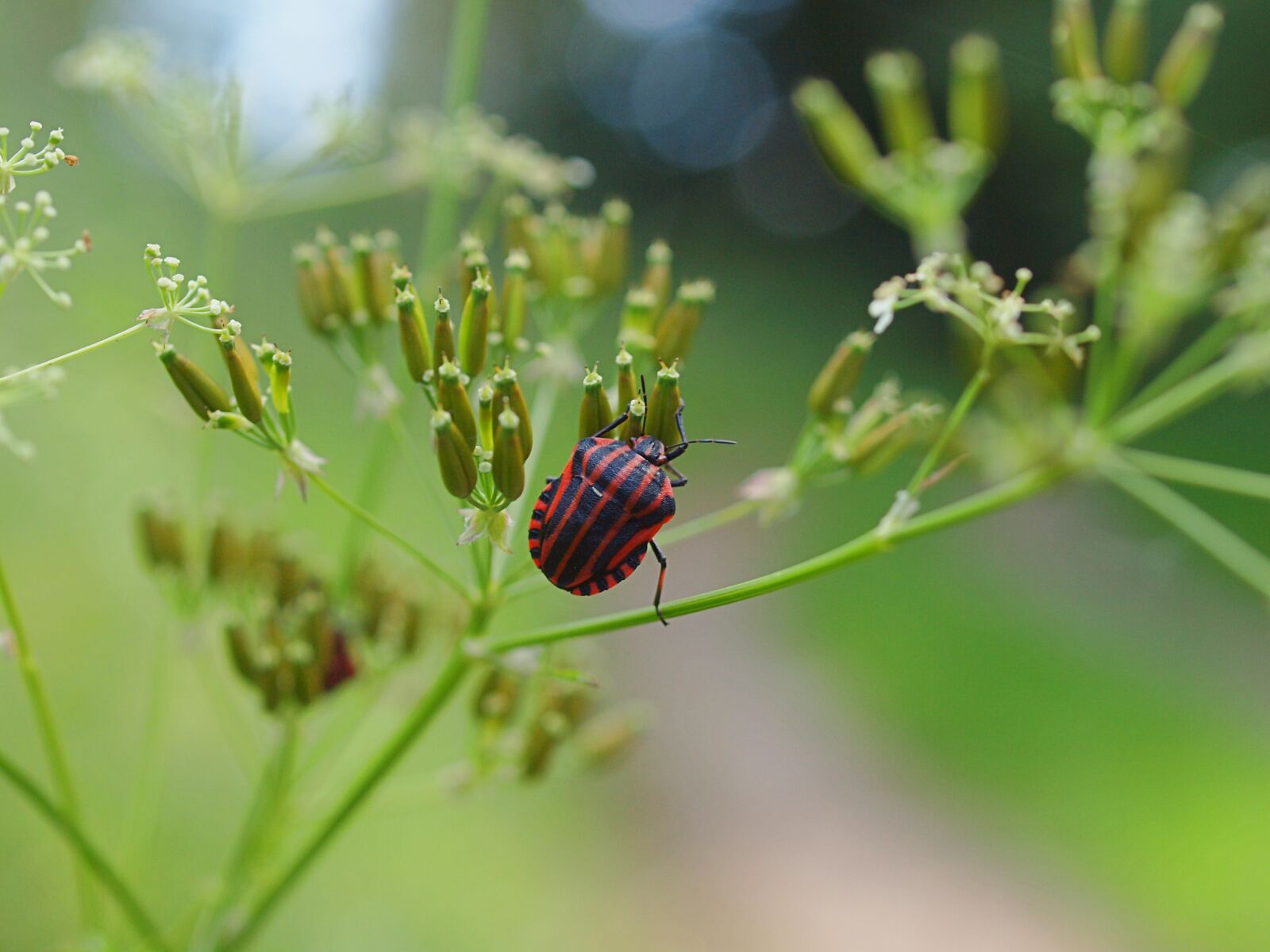 Olympus E-620 (EVOLT E-620) sample photo. Strip bug, giersch, fauna photography