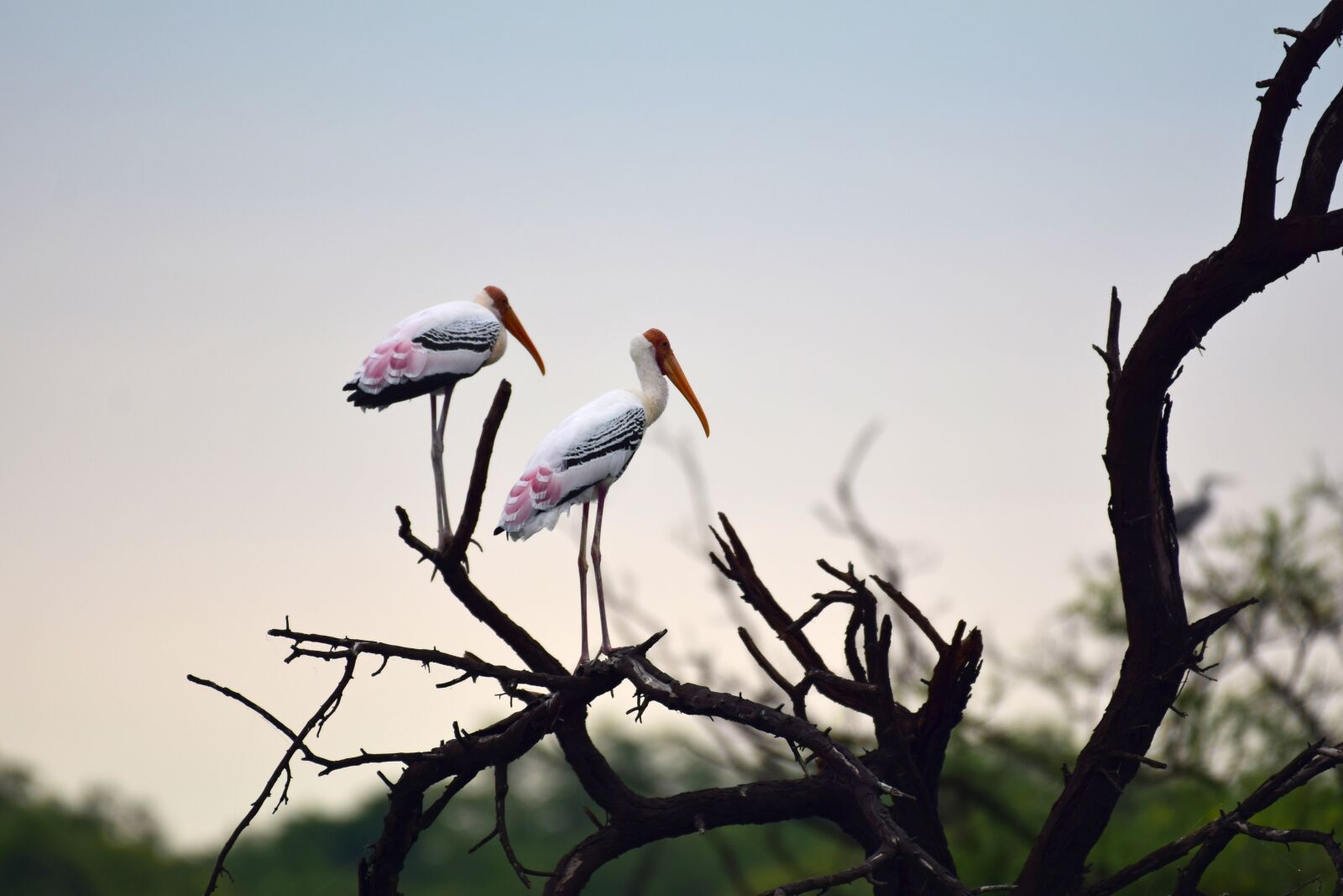 Nikon D3300 sample photo. Birds, bharatpur, sanctuary photography