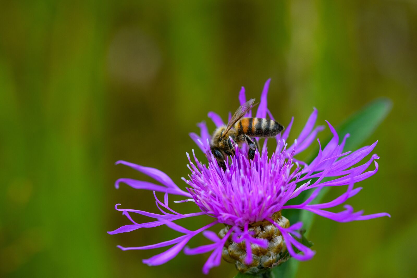 Nikon D7200 sample photo. Flower, meadow, summer photography