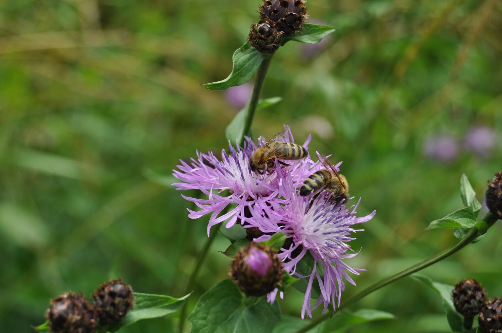 Nikon D5000 sample photo. Bees, blossom, bloom photography