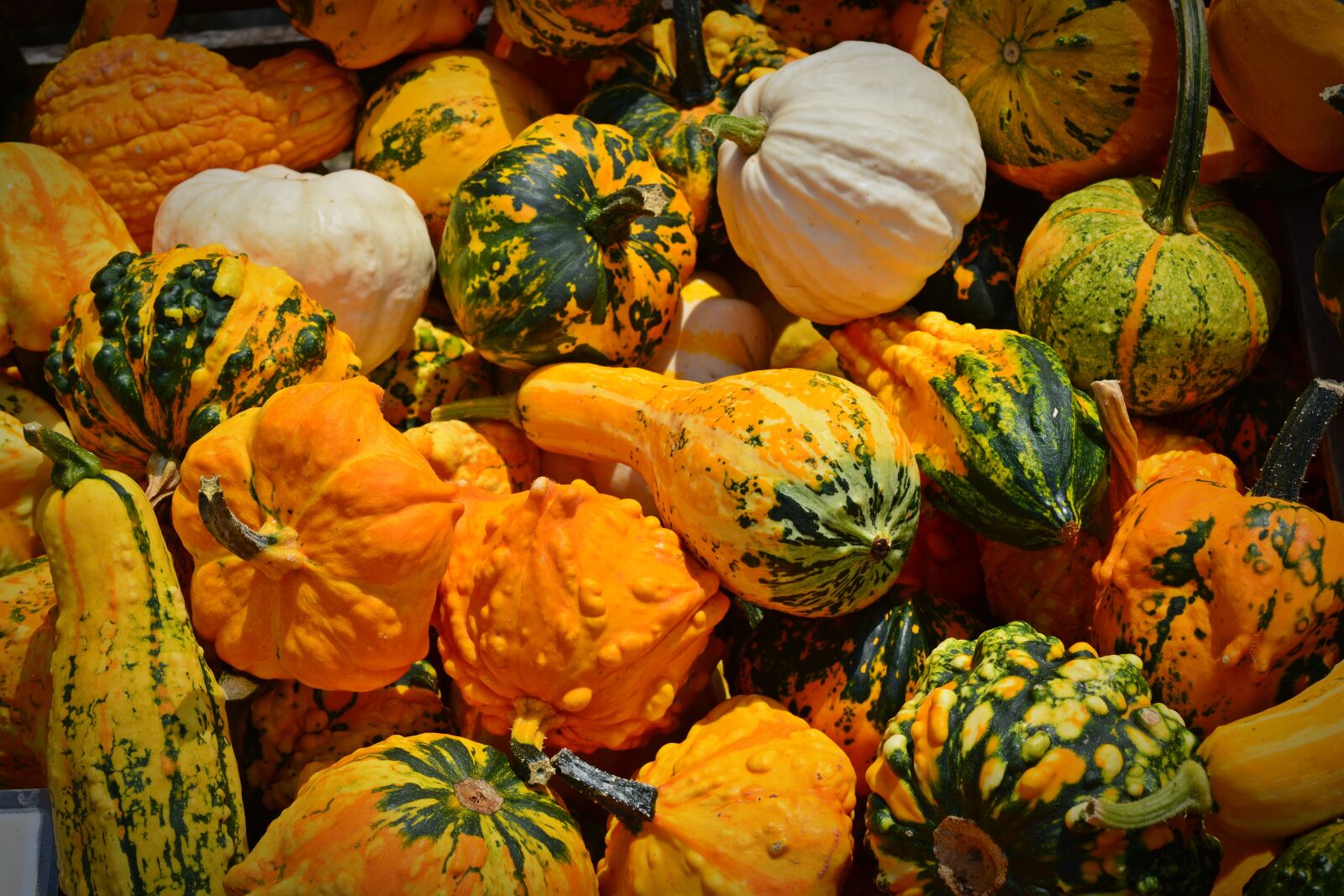 Nikon D5200 sample photo. Pumpkin, harvest time, sale photography