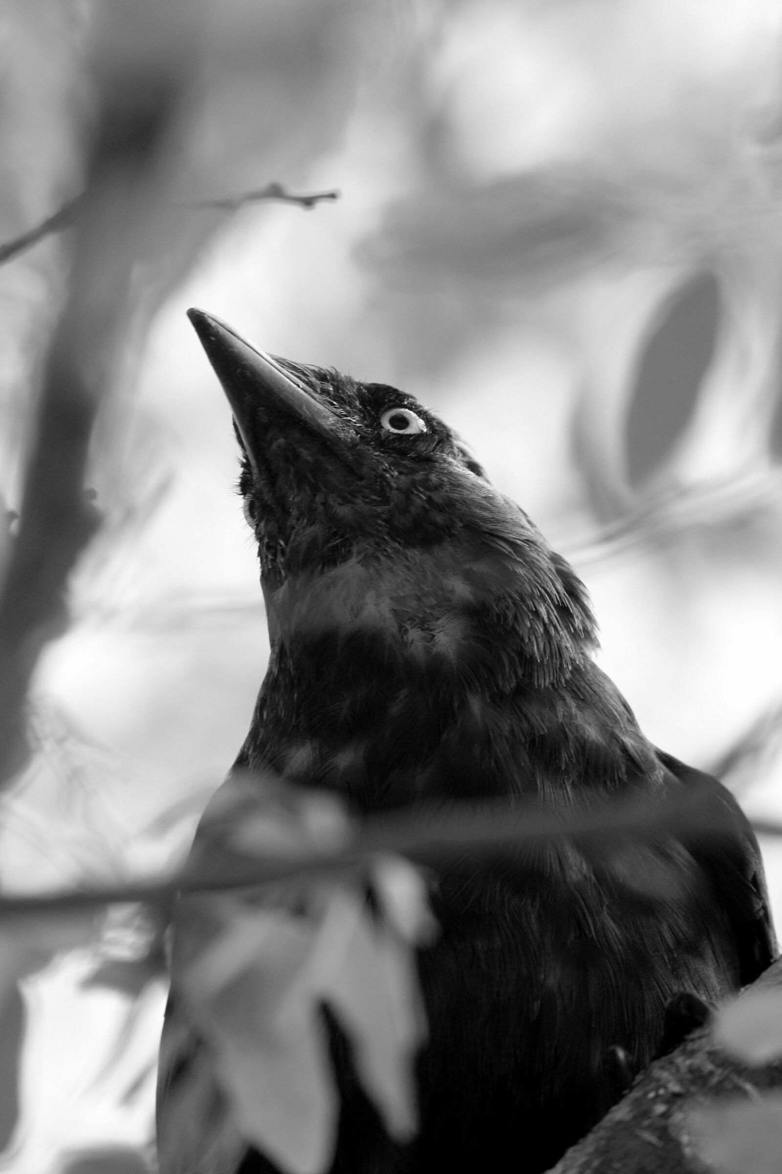 Canon EOS 700D (EOS Rebel T5i / EOS Kiss X7i) sample photo. Blackbird, wildlife, bird photography