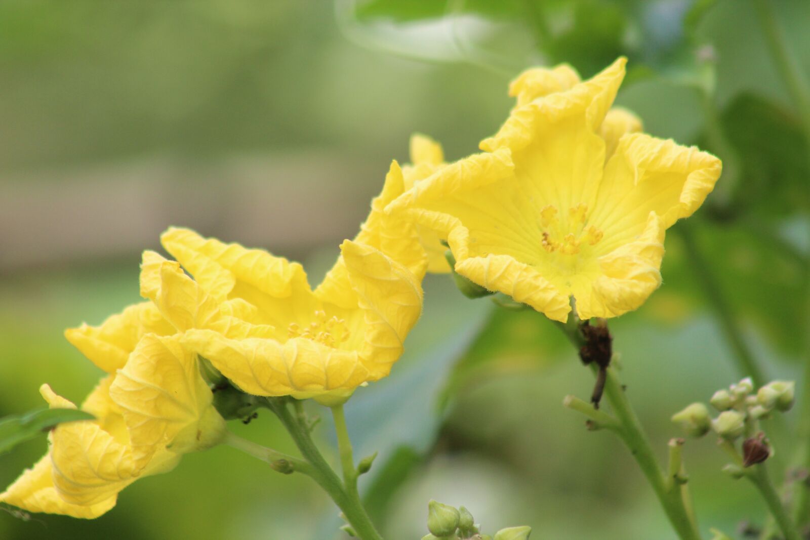 Canon EF75-300mm f/4-5.6 sample photo. Flower, green, leaf photography