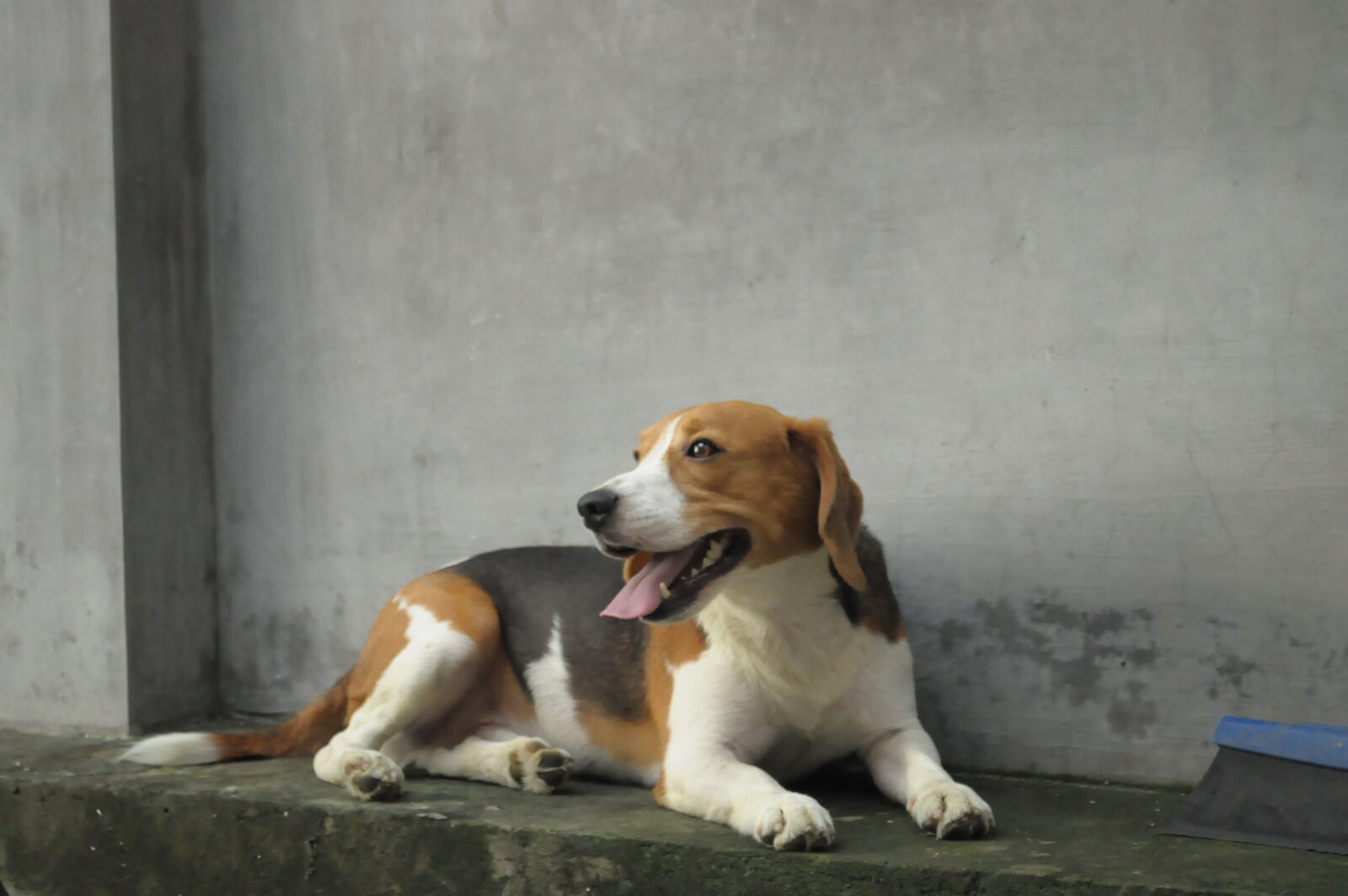 Nikon D5000 sample photo. Dog, on, floor photography