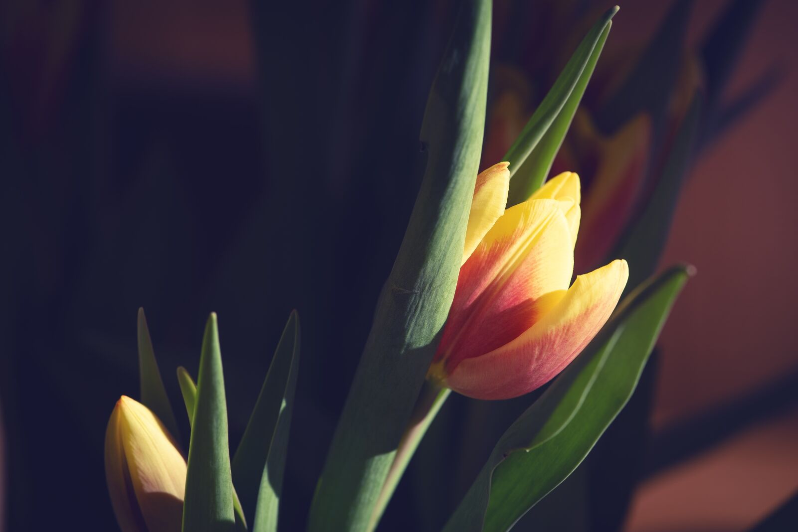 Nikon D750 sample photo. Tulip, yellow, red photography