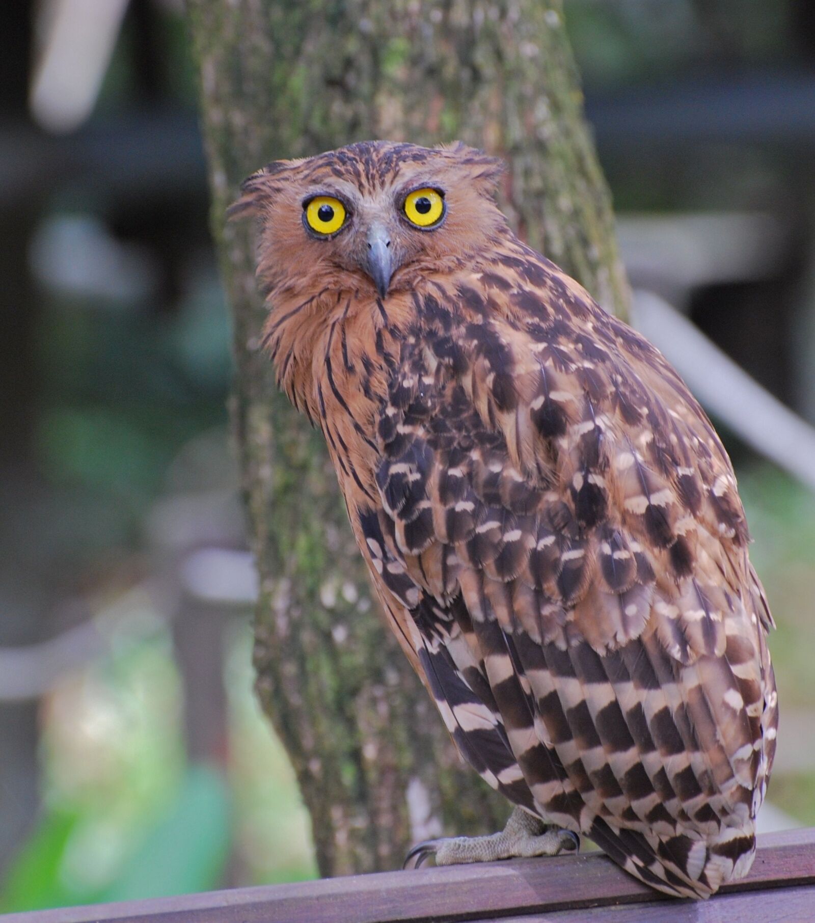 Nikon D60 sample photo. Owl, hawk, bird photography