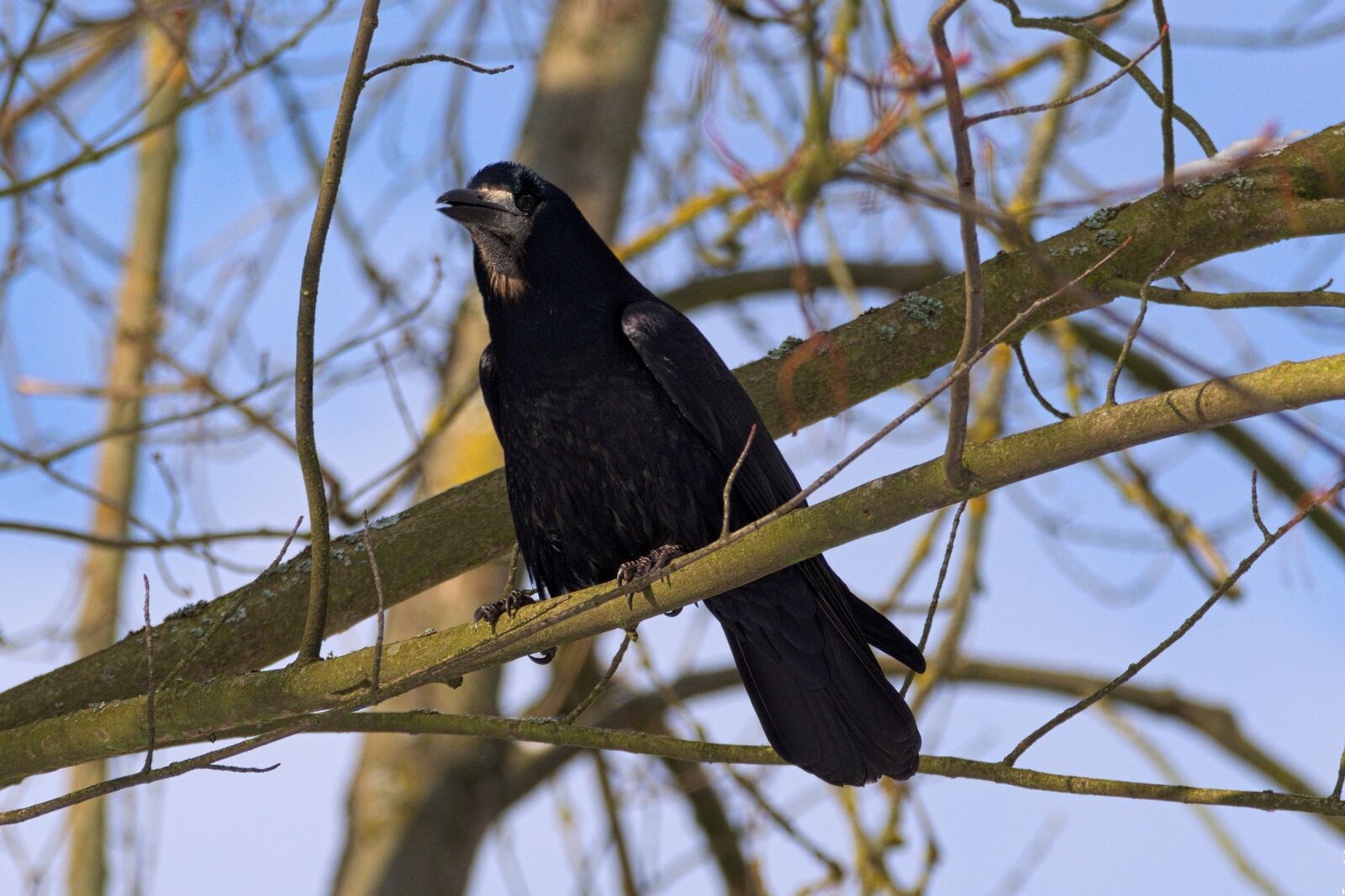 Nikon D3300 sample photo. Crow, bird, tree photography