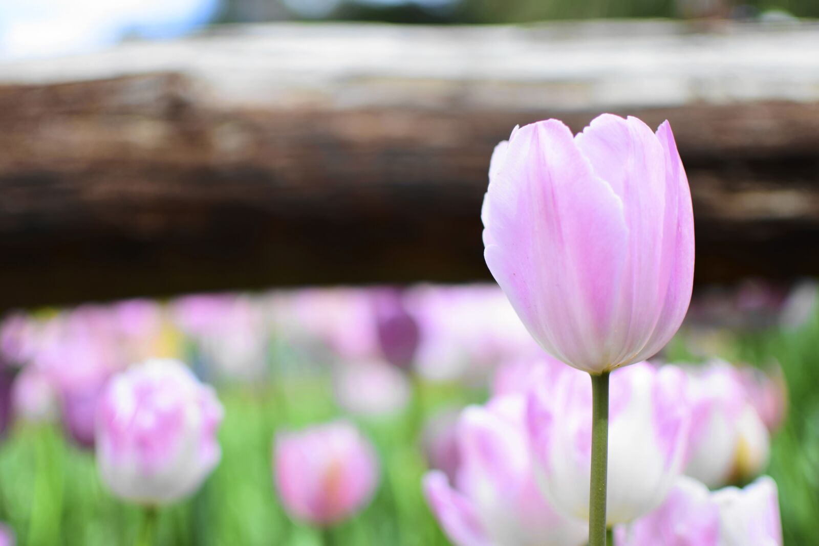 Nikon D5300 sample photo. Tulip, flower, natural photography