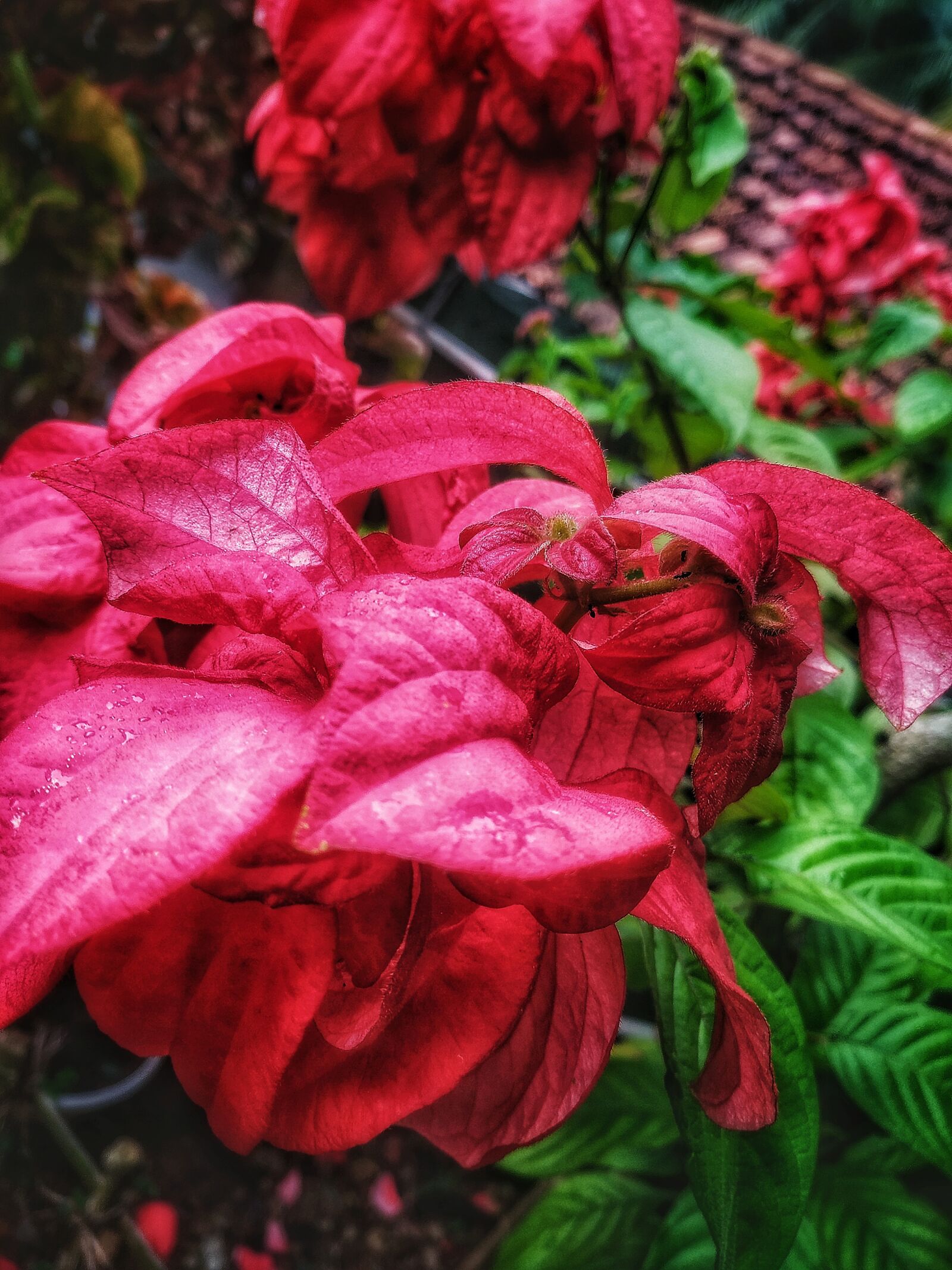 Xiaomi Mi A2 sample photo. Mussaenda, red, flowers photography