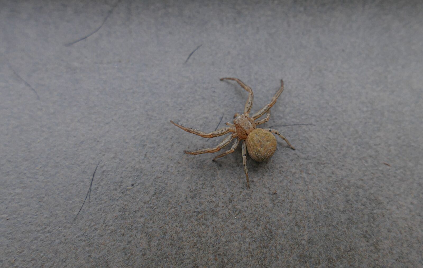 Panasonic Lumix DMC-FZ1000 sample photo. Spider, insect, creepy photography
