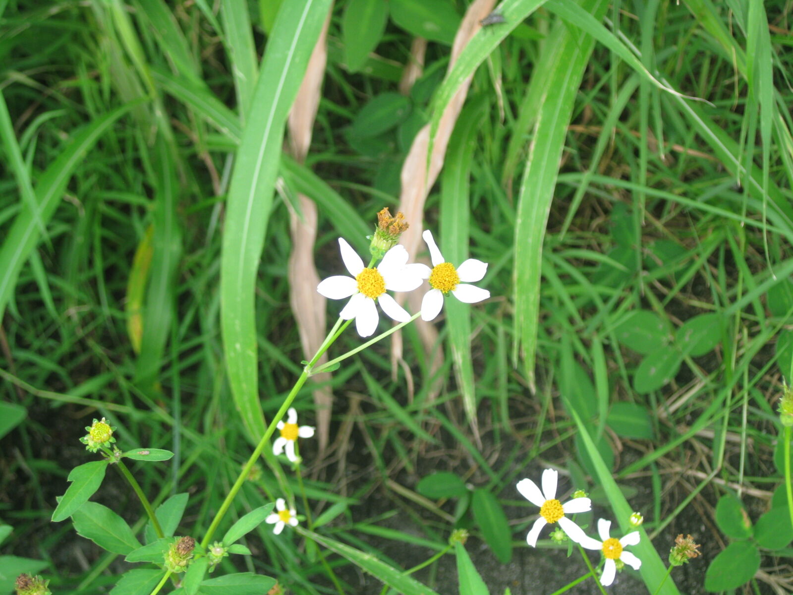 Canon PowerShot SD1100 IS (Digital IXUS 80 IS / IXY Digital 20 IS) sample photo