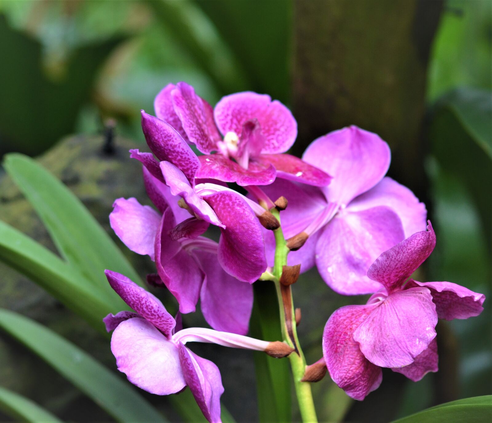 Nikon D5100 sample photo. Flower, orchid, bloom photography