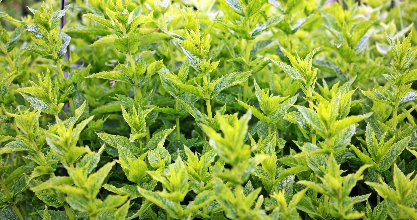 Canon EOS 550D (EOS Rebel T2i / EOS Kiss X4) sample photo. Mint, green mint, plant photography