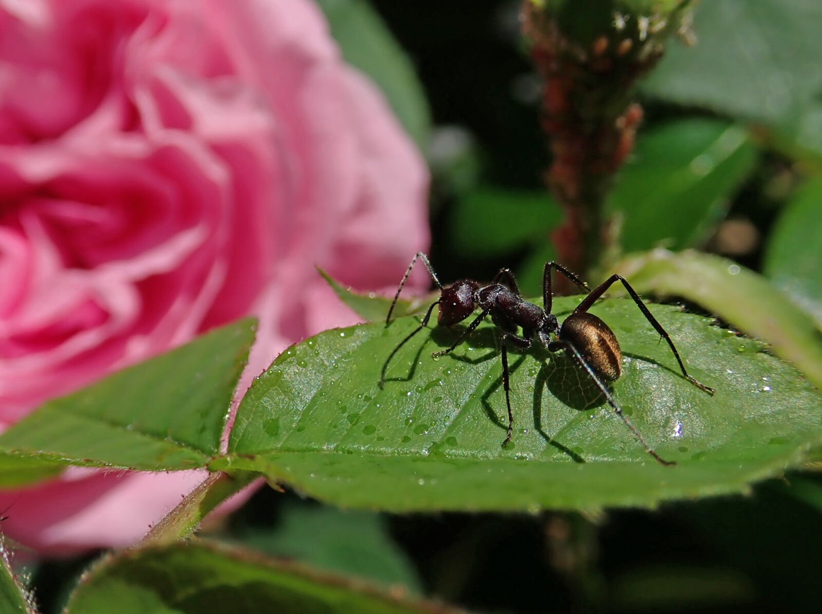 Olympus TG-5 sample photo. Ant, insect, rose photography