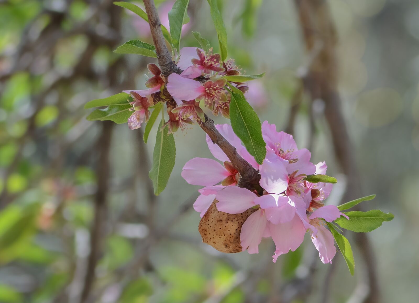 Nikon D3200 sample photo. Flower, nature, branch photography