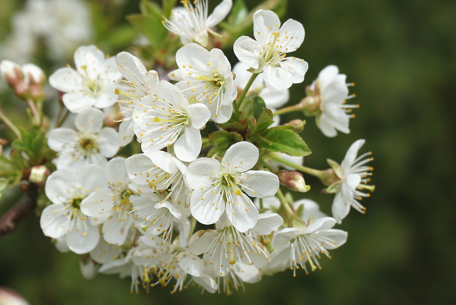Sony a6000 sample photo. Plum flower, white, inflorescence photography