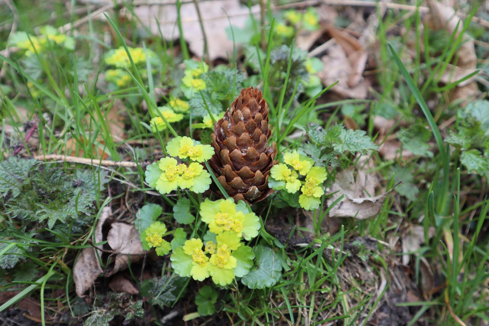 Canon EOS M50 (EOS Kiss M) sample photo. Spring, pine cone, composition photography