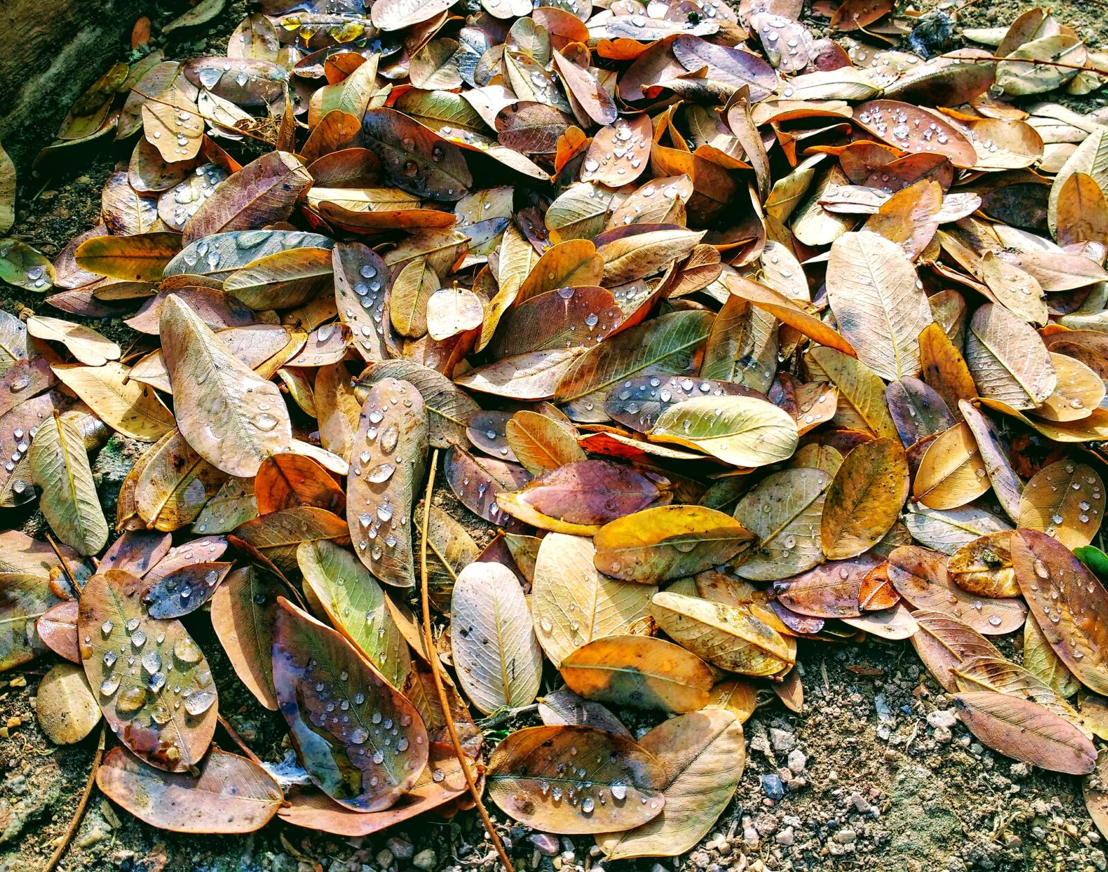 Motorola Moto G (4) sample photo. Nature, texture, leaves photography