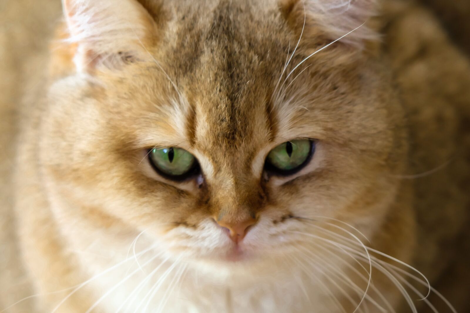 Fujifilm X-T10 sample photo. Charming, animals, cat photography