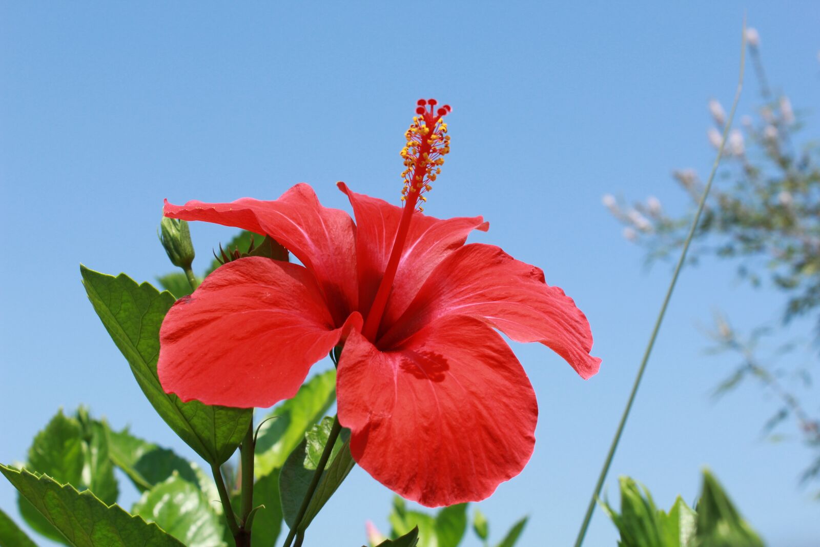 Canon EOS 600D (Rebel EOS T3i / EOS Kiss X5) sample photo. Hibiscus, flowers, red photography