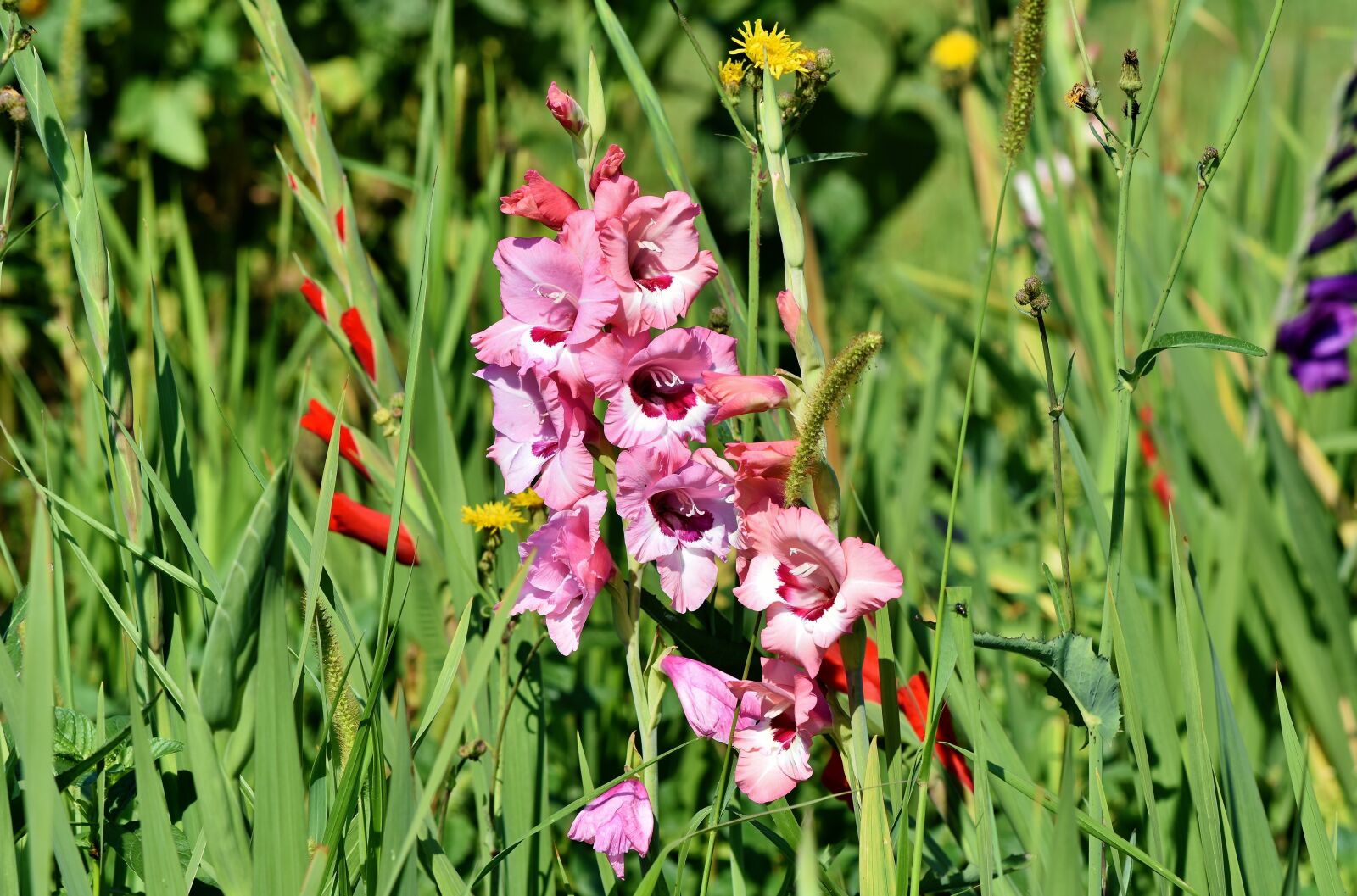 Nikon D7200 sample photo. Gladiolus, gladidus, butterfly greenhouse photography