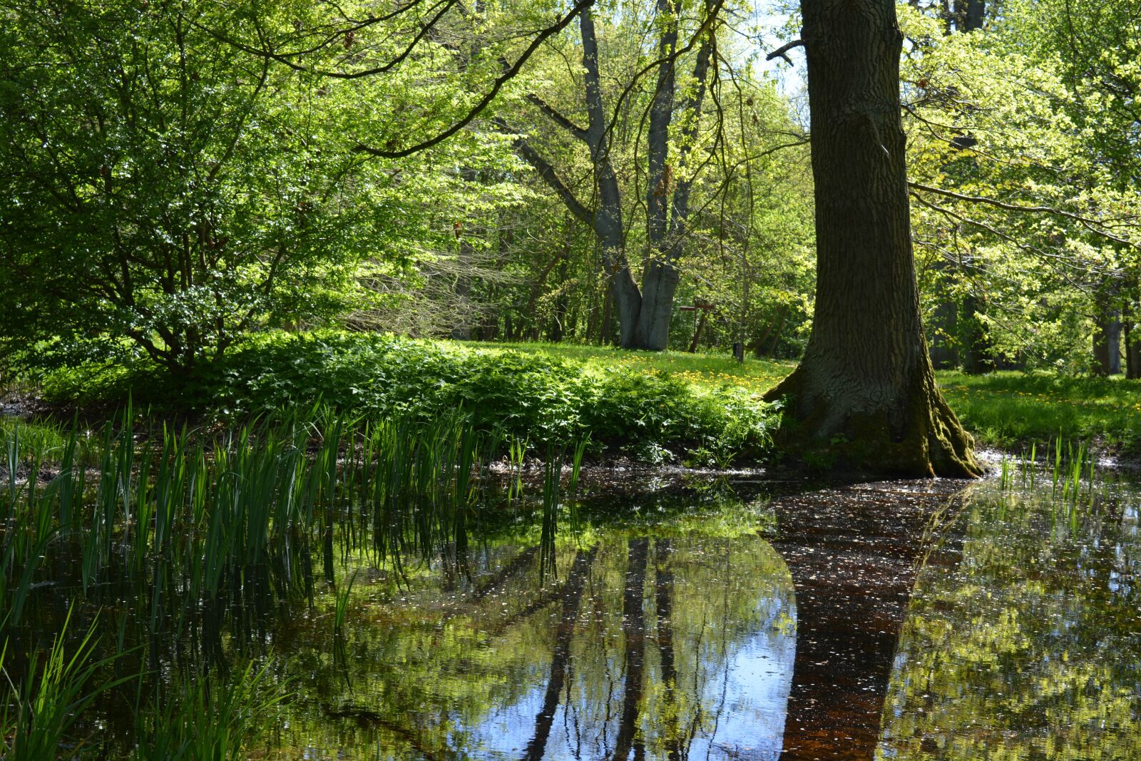 Nikon D5200 sample photo. Dust, tree, water photography