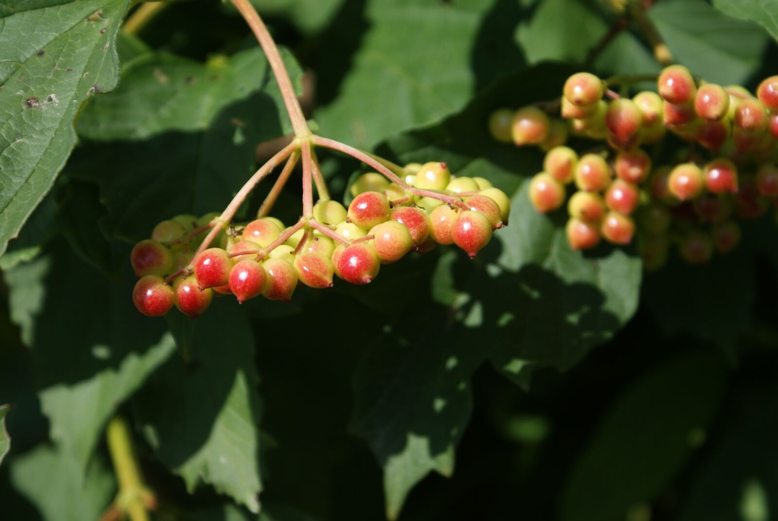 Sony Alpha DSLR-A200 sample photo. Berries, plant, nature photography