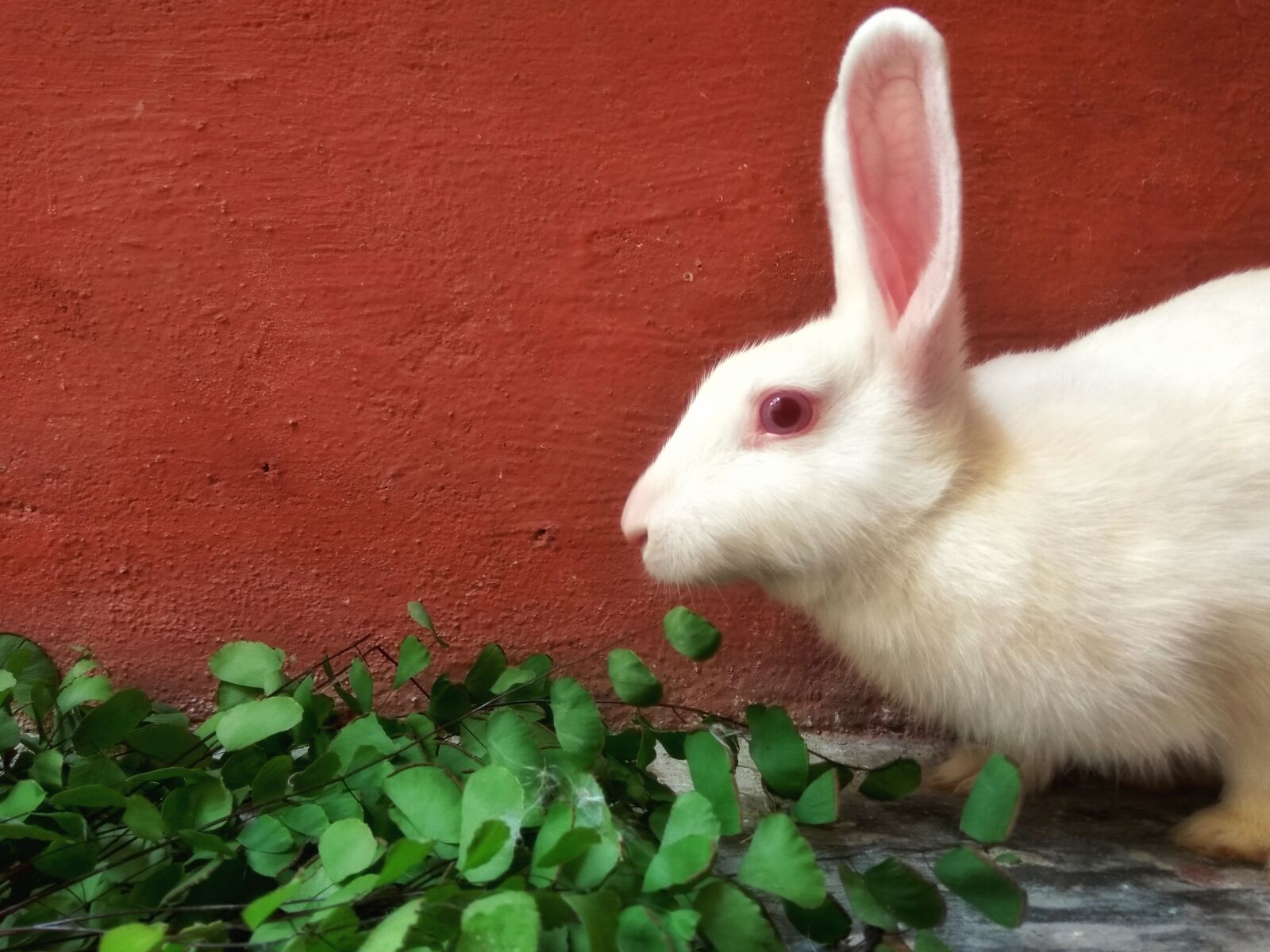 Xiaomi Redmi Note3 sample photo. Rabbit, bunny, no filter photography