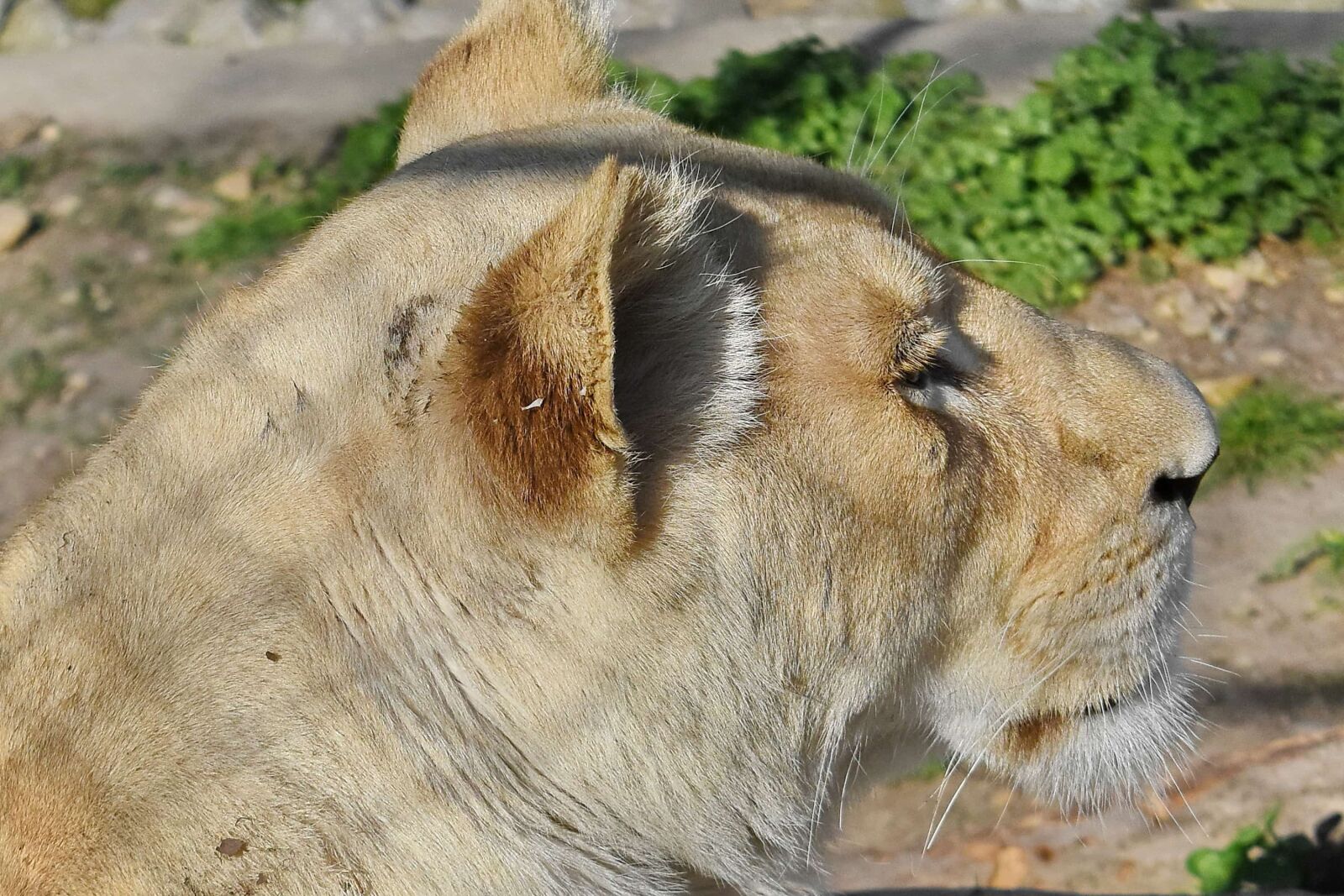 Nikon D5500 sample photo. Africa, portrait, wildlife, nature photography