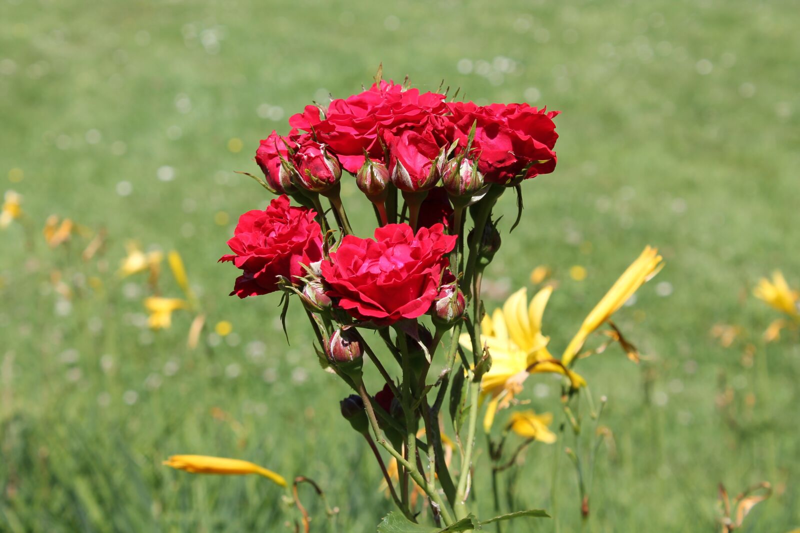 Canon EOS 1100D (EOS Rebel T3 / EOS Kiss X50) sample photo. Roses, flowers, rosebush photography