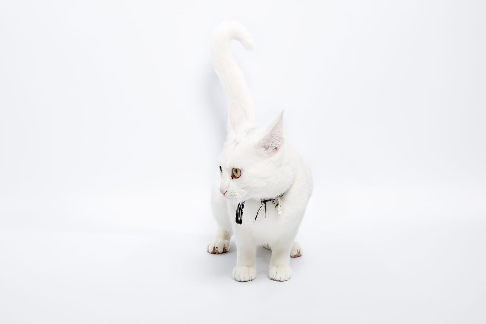 Canon EOS 5D Mark III sample photo. Cute, animal, cat photography
