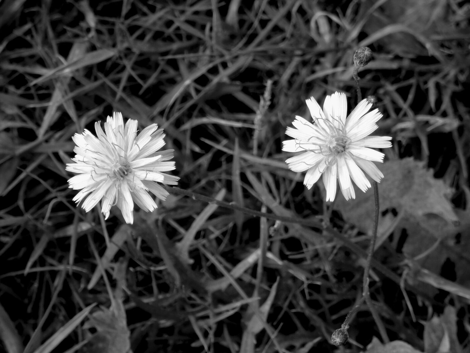 Sony DSC-HX50 sample photo. Dandelion, nature, flowers photography