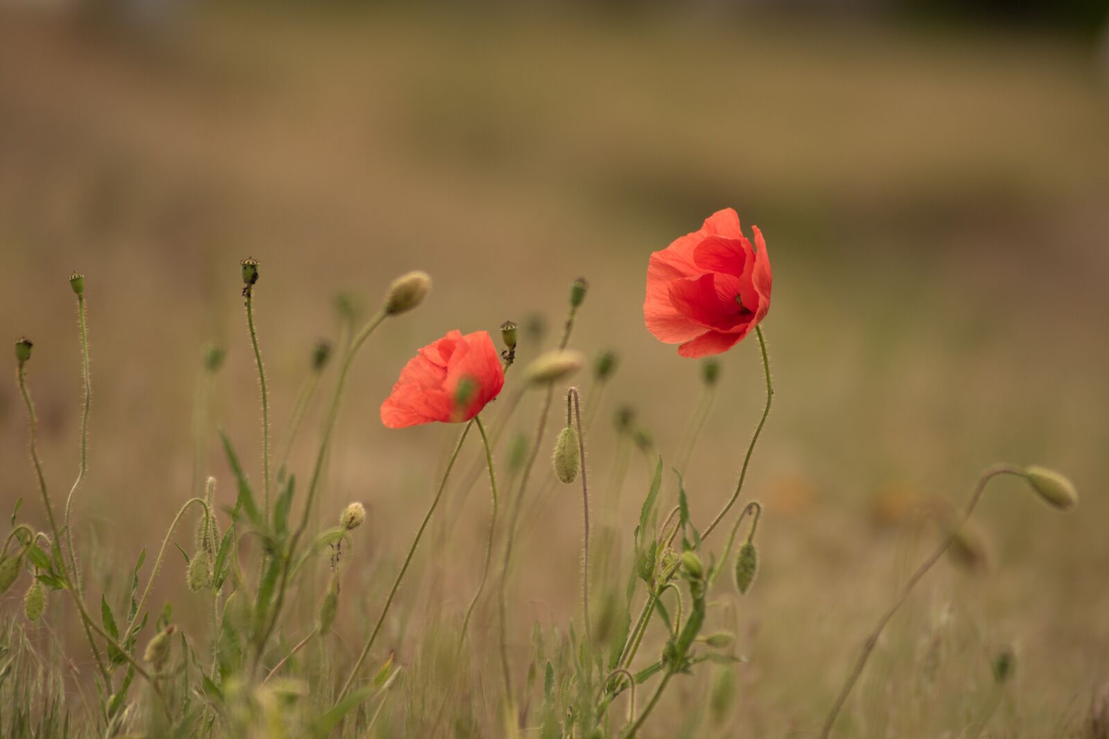 Nikon D5600 sample photo. Poppy, flower, nature photography
