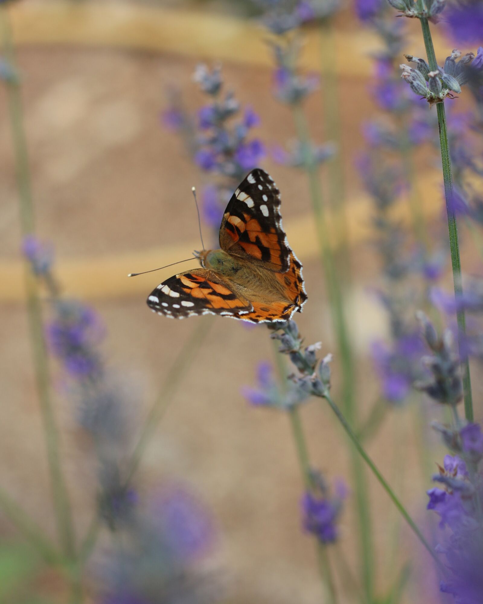 Canon EOS 700D (EOS Rebel T5i / EOS Kiss X7i) sample photo. Painted lady, lavender, violet photography