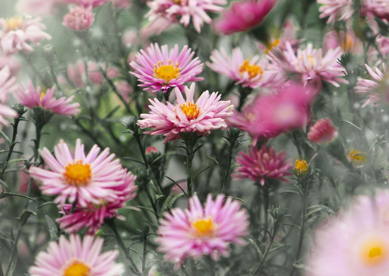 Nikon D5100 sample photo. Nature, garden, flowers photography