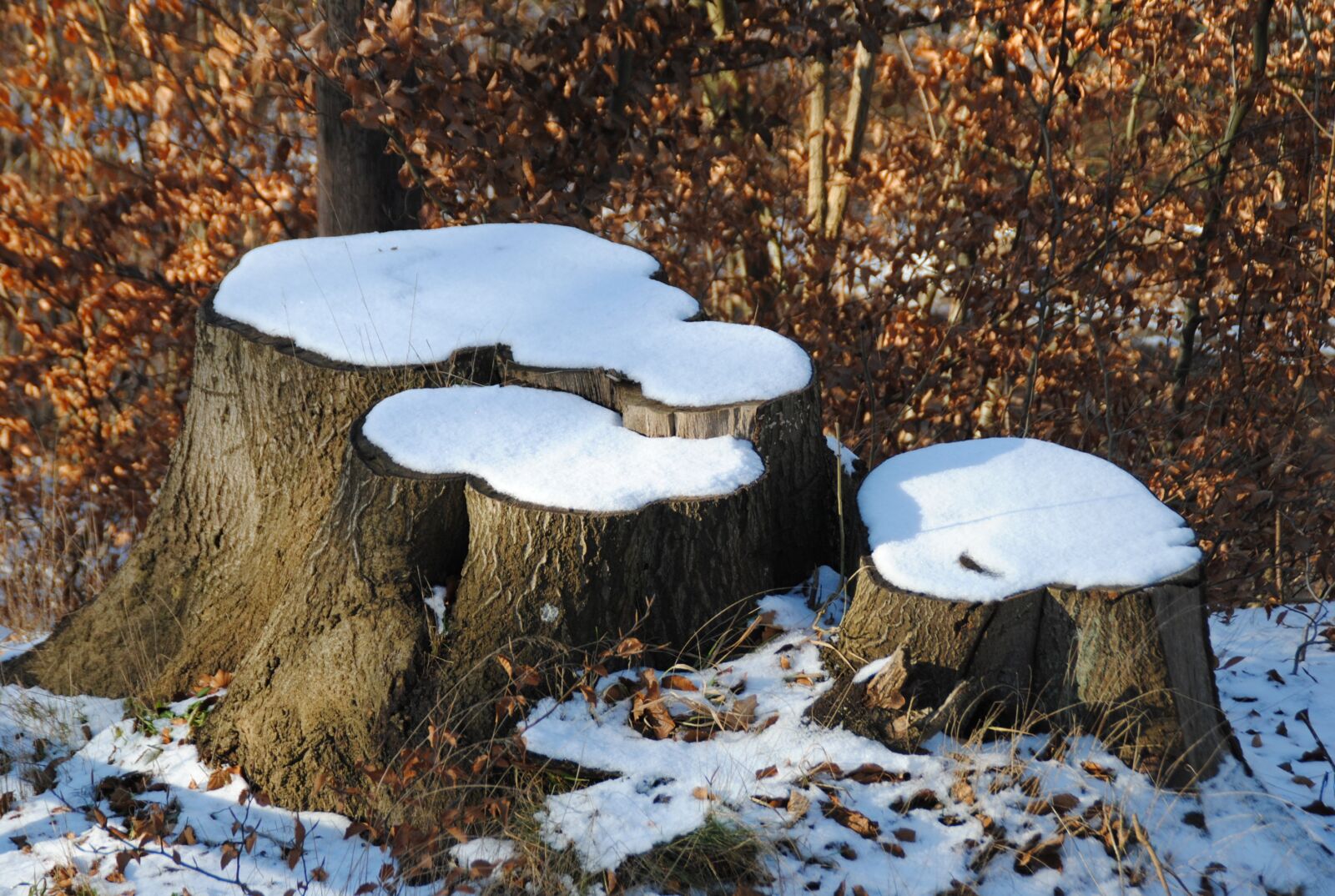 Nikon D3000 sample photo. Stumps, snow, winter photography