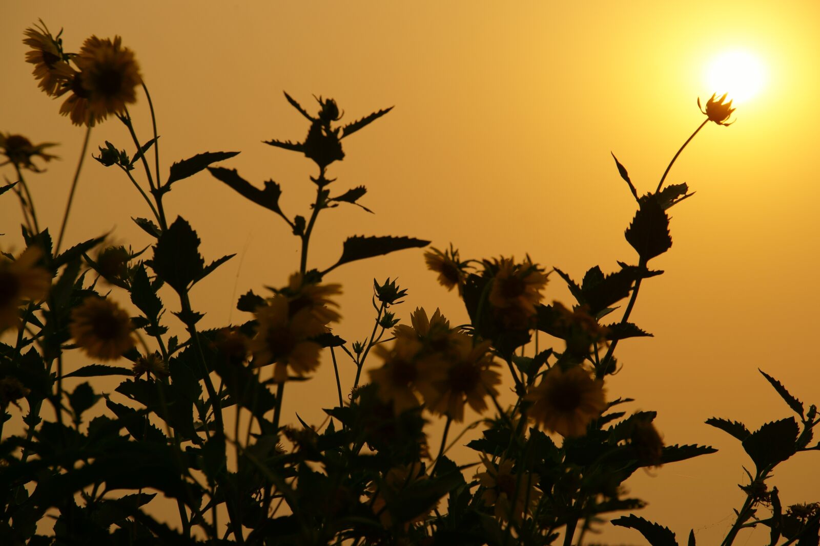 Sony DT 18-135mm F3.5-5.6 SAM sample photo. Sun, flower, landscape photography