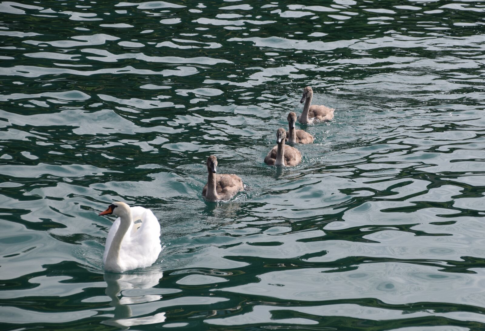 Nikon D5300 sample photo. Animals, swans, birds photography