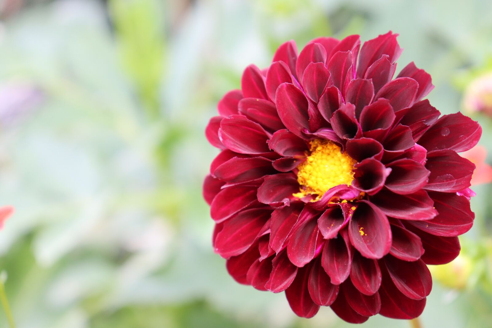 Canon EOS 800D (EOS Rebel T7i / EOS Kiss X9i) sample photo. Dahlias, red color, flowers photography