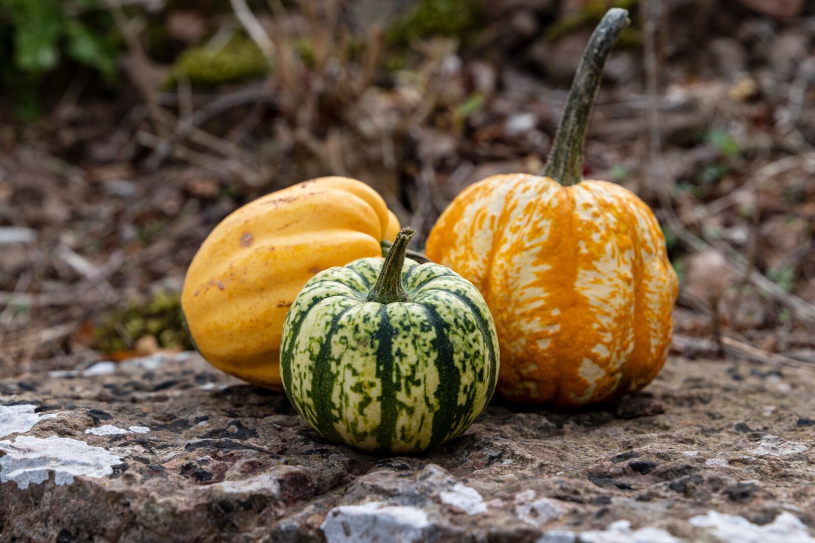 Canon EOS 6D Mark II sample photo. Pumpkin, fruits, autumn photography