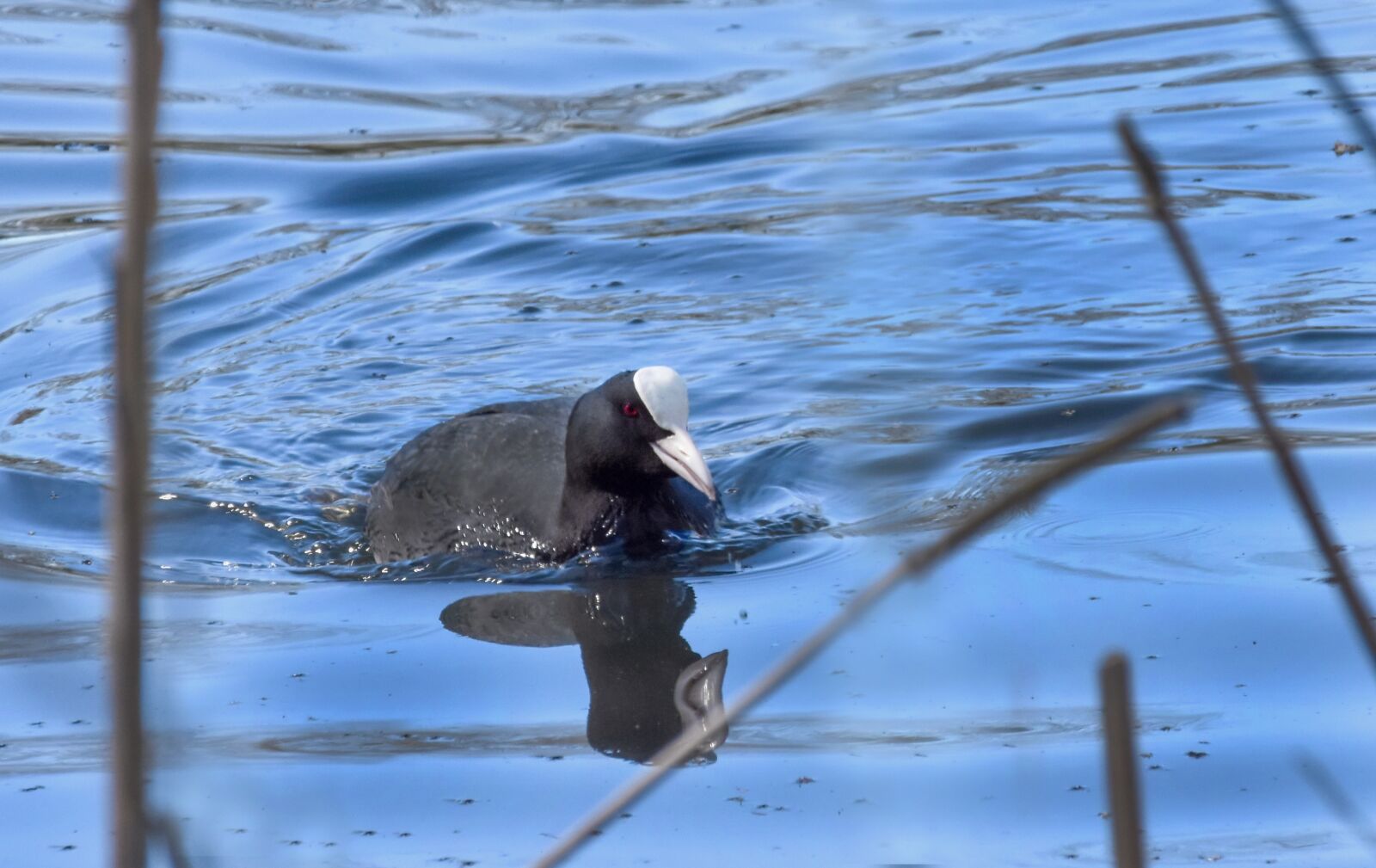 Nikon D7200 sample photo. Bird, water, birds photography
