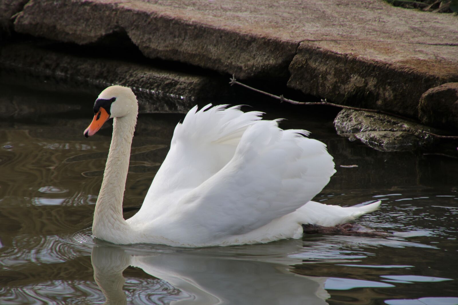 Canon EOS 80D sample photo. Mute swan, neck, sunny photography