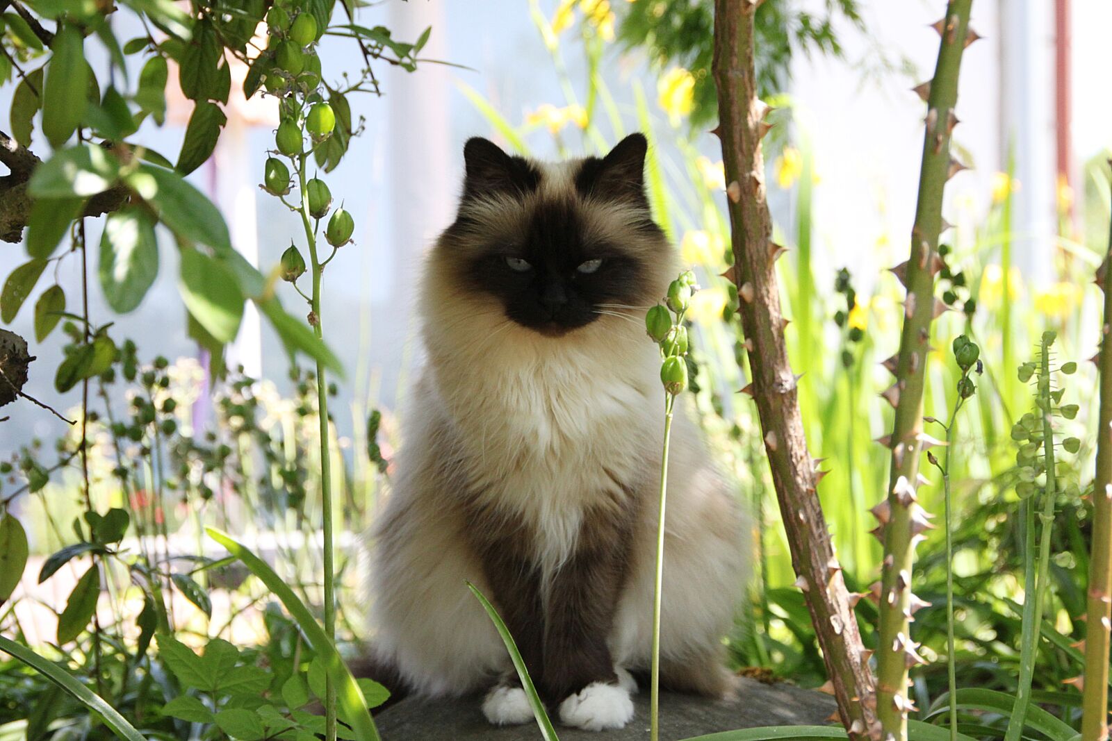 Canon EOS 500D (EOS Rebel T1i / EOS Kiss X3) sample photo. Cat, burma, domestic cat photography