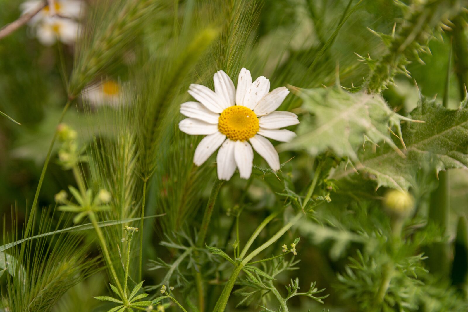 Nikon D7100 sample photo. Flower, spring, daisy photography