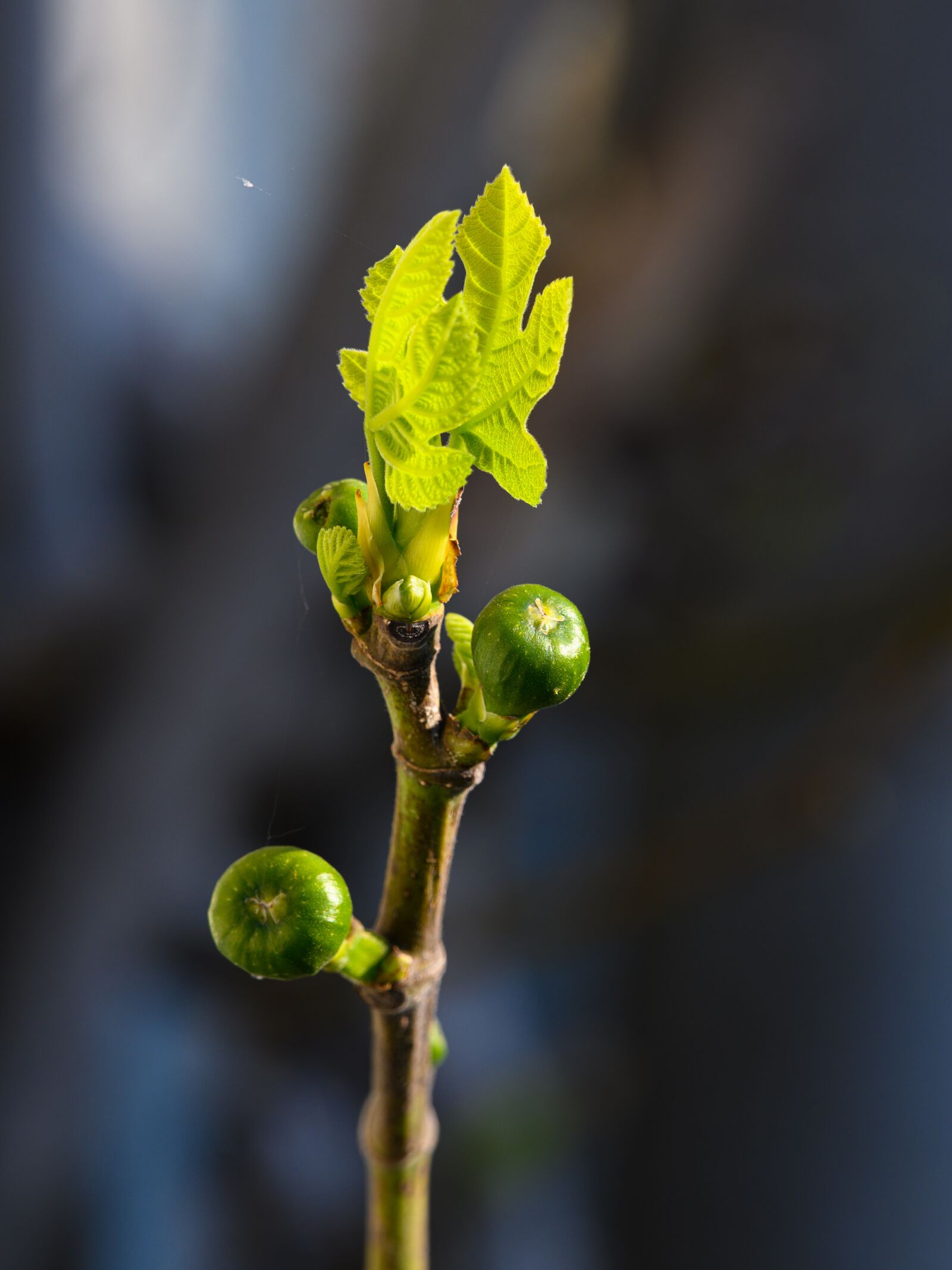 Nikon Z7 sample photo. Fig, foliation, spring photography