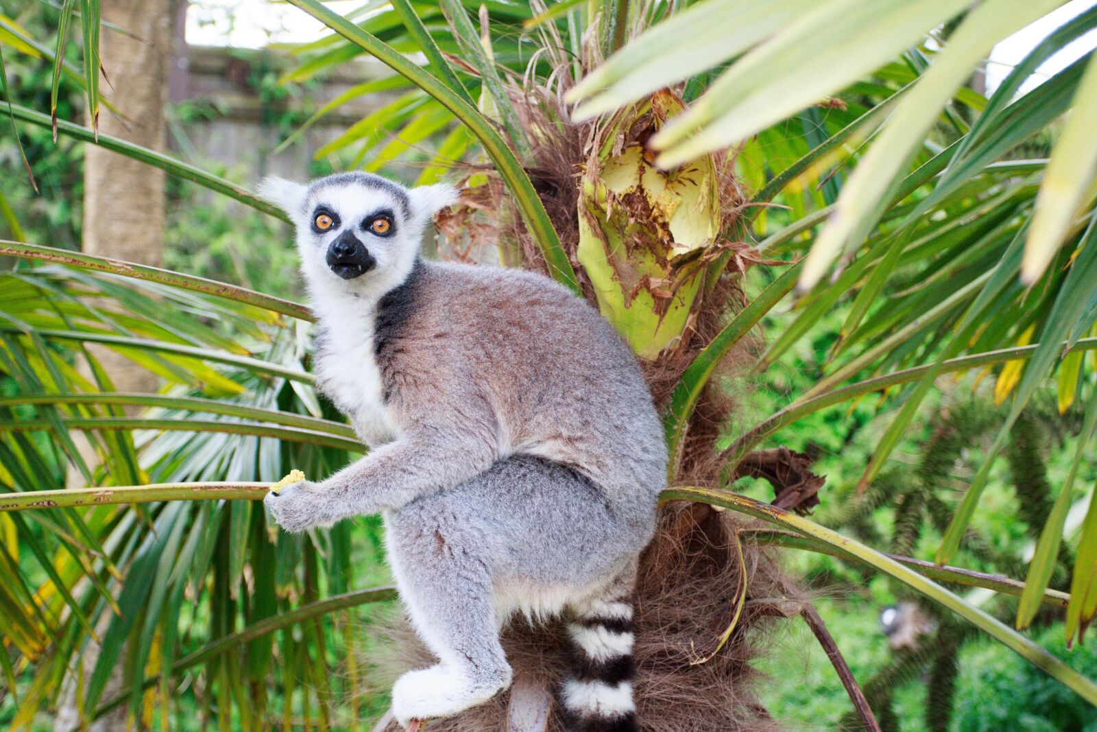 Canon EOS 60D + Canon EF 17-40mm F4L USM sample photo. Animal, zoo, zoo animals photography