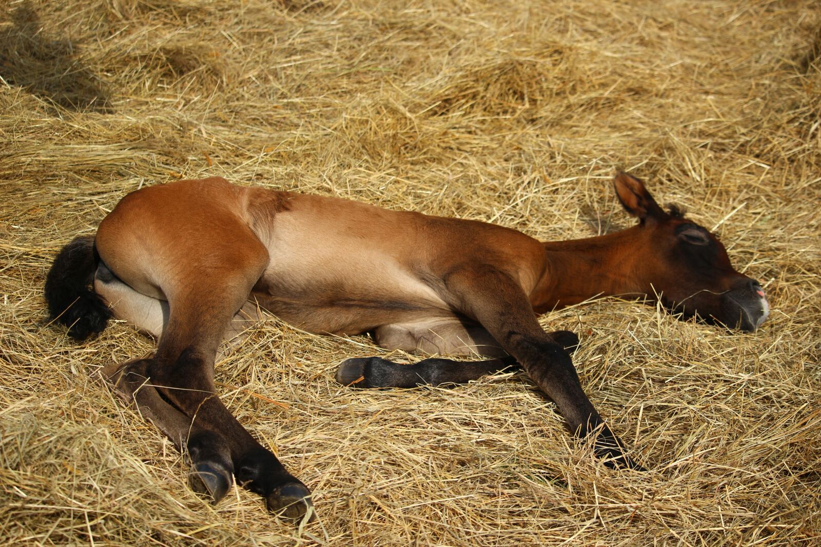 Canon EOS 100D (EOS Rebel SL1 / EOS Kiss X7) sample photo. Horse, foal, suckling photography